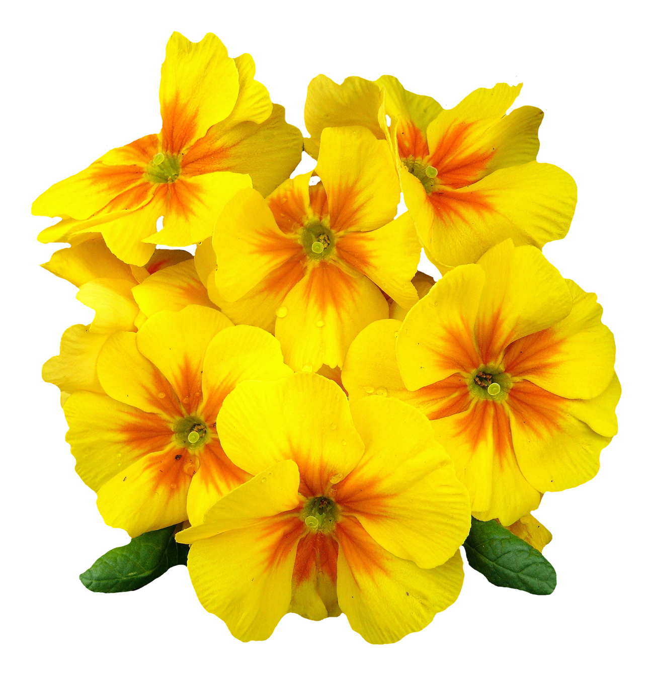 a photo of a bunch of primrose flowers, displayed on the left of the page
